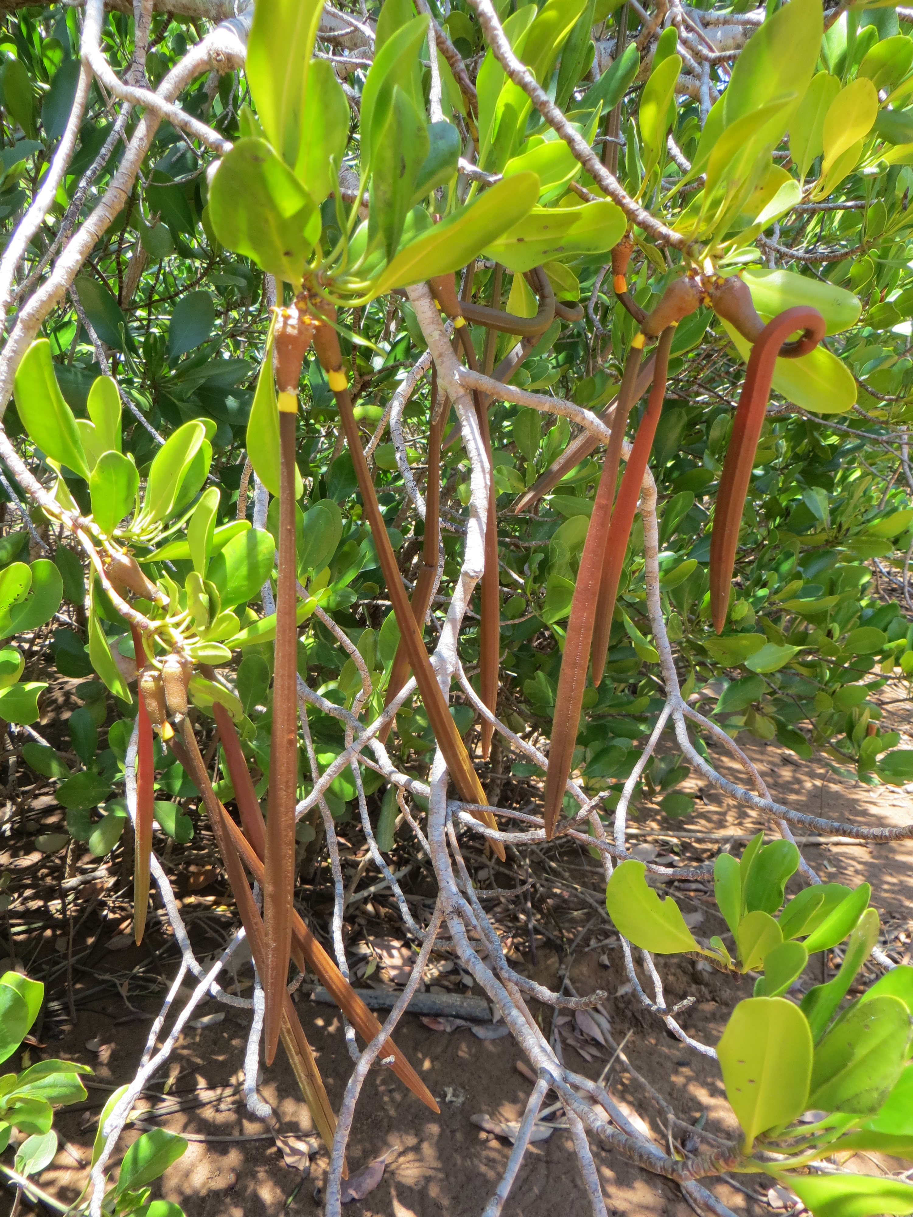 Graines de Rhizophora mucronata